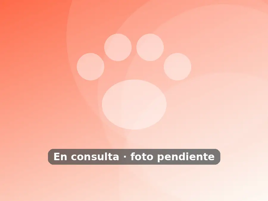 Una veterinaria explica una radiografía a la dueña de un perro